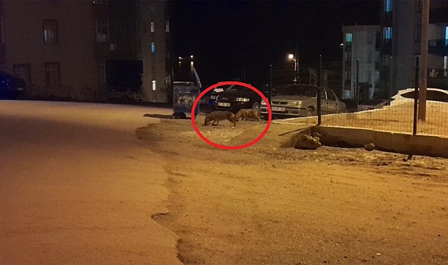 Çakallar şehre indi