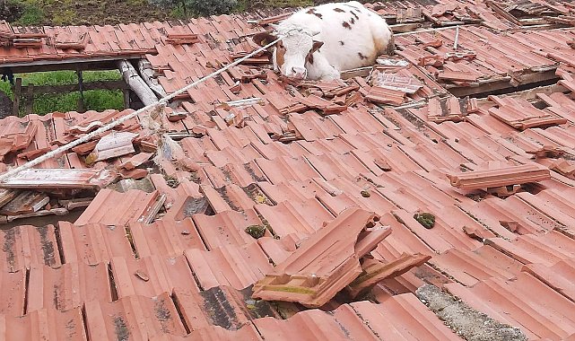 Çatıdan inek düştü