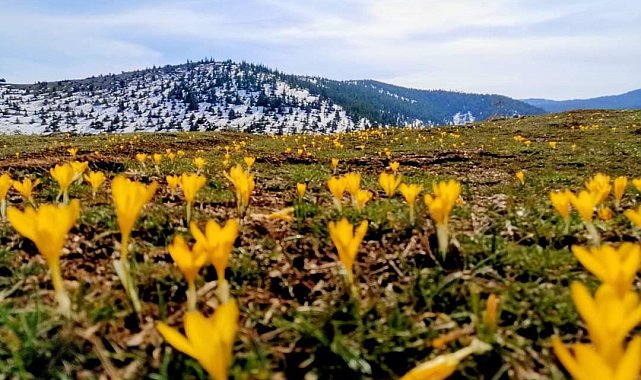 Çiğdem çiçekleri doğayı süsledi