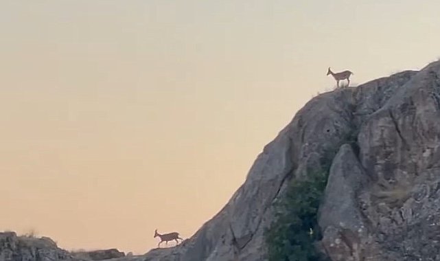 Dağ keçileri sürü halinde Harput'ta görüntülendi