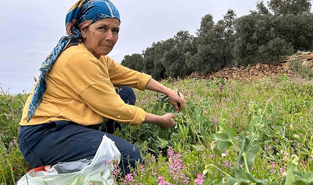 Deprem bölgesinde alternatif ürün olarak üretilen bezelyede hasat başladı