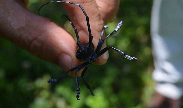 Drakula'nın verdiği zarardan ötürü 4 bin hektardan fazla alanda fındık sökümü yapıldı