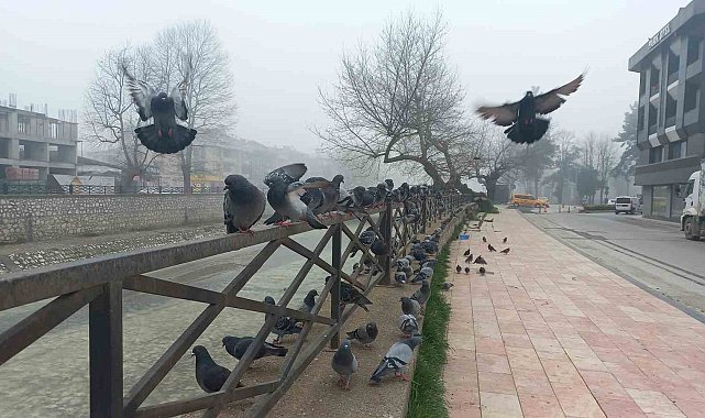 Düzce'de sis etkili oluyor, göz gözü görmüyor