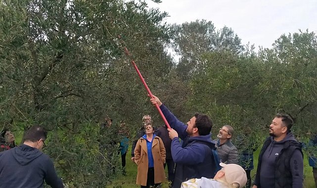Edremit'te zeytin budama kursu yapıldı