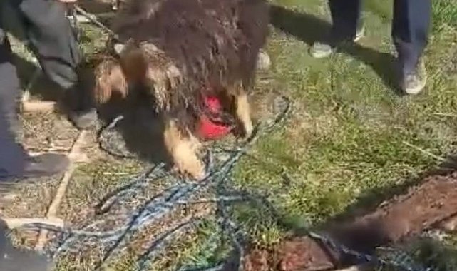 Elazığ'da 12 metrelik kuyuya düşen keçi kurtarıldı
