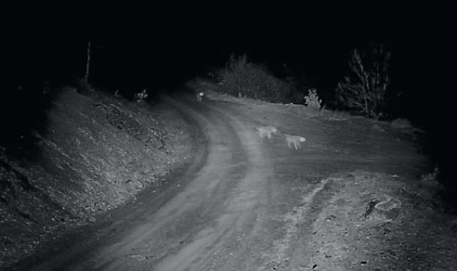 Elazığ'da kurt sürüsü köye indi