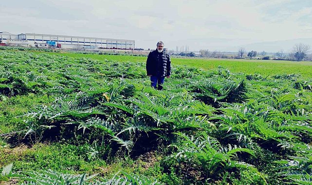 Enginarın sırrını çözmek için araştırma tarlası oluşturdu