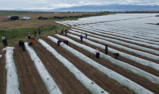Erkenci karpuzda ilk hasat mayıs sonunda bekleniyor