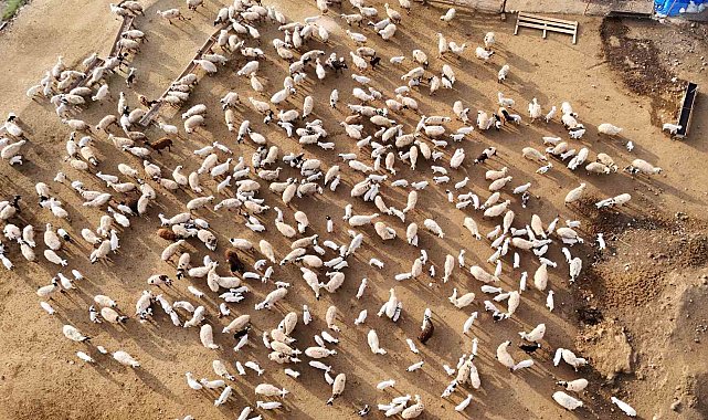 Erzincan'da koyun ve kuzuların coşkulu buluşması