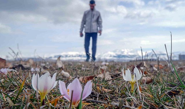 Erzurum'da baharın müjdecisi çiğdemler açtı
