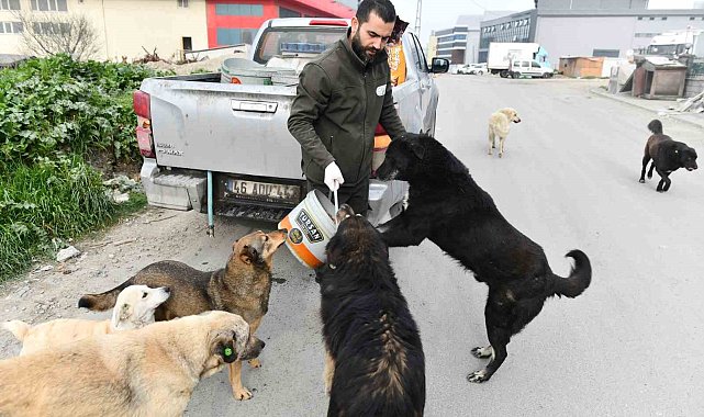 Esenyurt Belediyesi sokak hayvanlarına mama ve su desteğini sürdürüyor