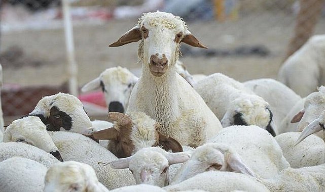 Eskişehir'de küçükbaş hayvan yetiştiricilerine büyük destek