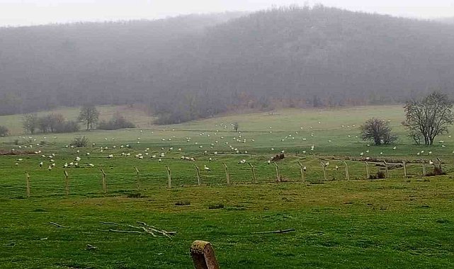 Göç eden leylekler Bilecik'te mola verdi