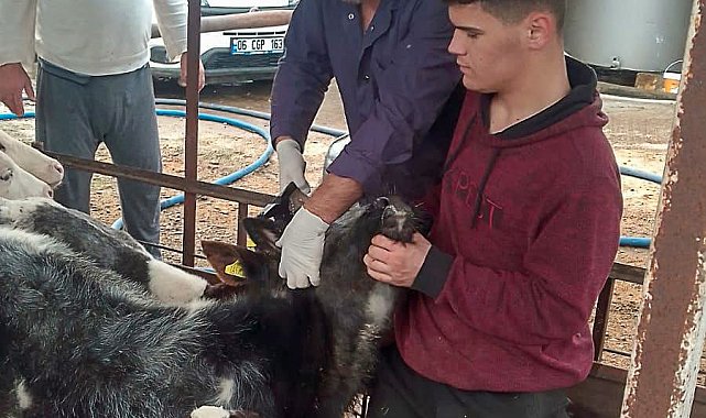 Güzelyur'ta aşılama çalışmaları tamamlandı