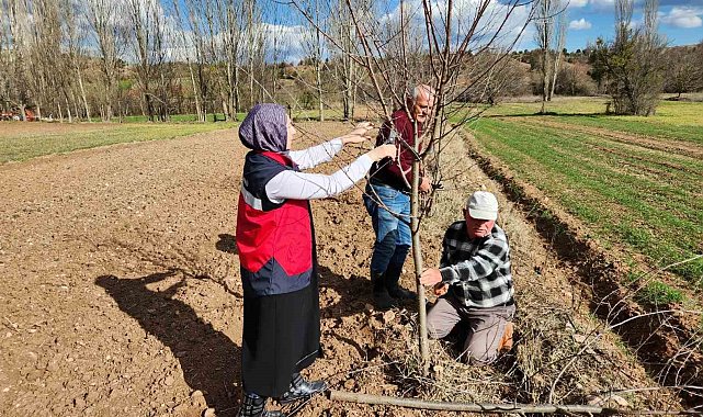 Hisarcık'ta meyve ağaçlarında uygulamalı budama eğitimi