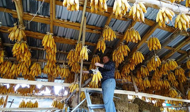 Hisarcıklı çiftçi mısırları tavana asarak muhafaza ediyor