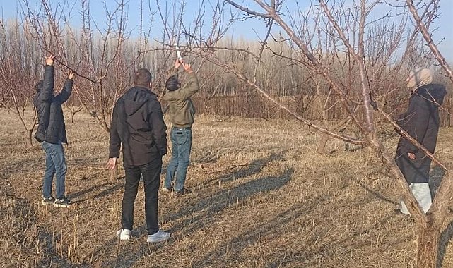 Iğdır'da meyve ağaçlarında budama başladı