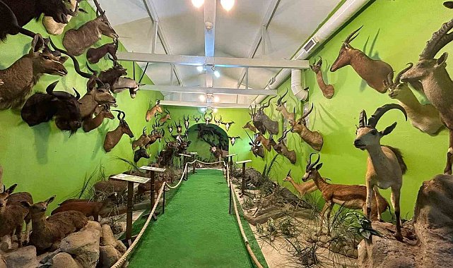 İstanbul'da yaban hayvanlarına ait 396 parça tahnit ele geçirildi