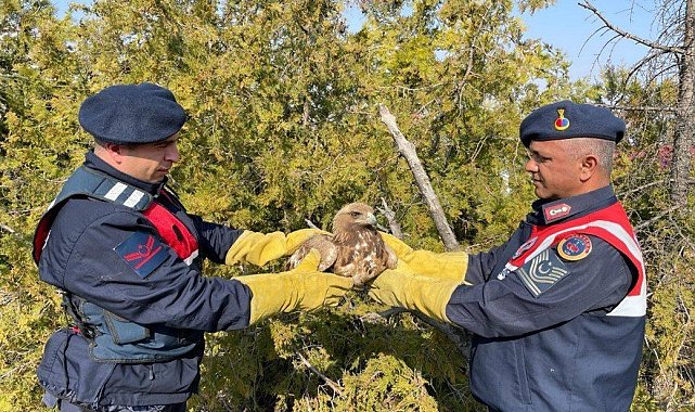 Jandarma tarafından bulunan kartal koruma altına alındı