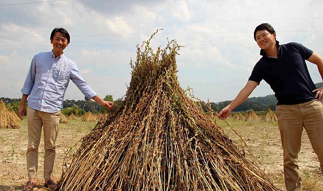 Japonlar Gökova sarı susamına hayran