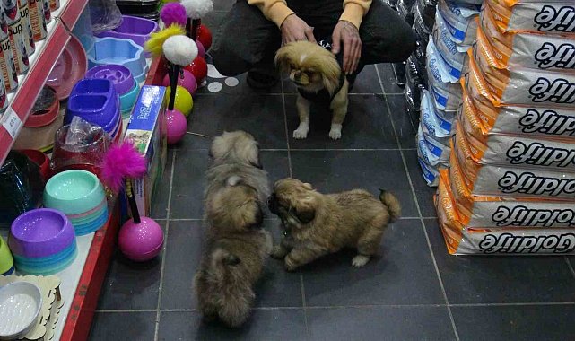 Kaçırılıp 500 TL'ye satıldı, yavrularına kavuştu