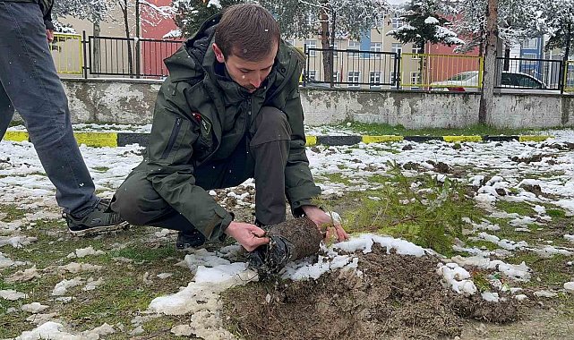 Kar yağışı altında fidan diktiler