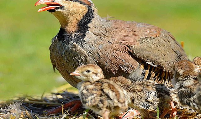 Kara avcılığı sezonu kapandı