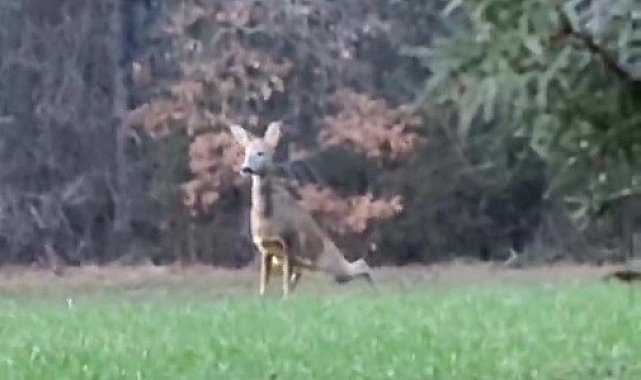 Karabük'te karaca telefonla görüntülendi