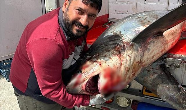 Karataş açıklarında 200 kiloluk köpek balığı ağlara takıldı
