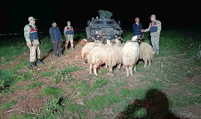 Kaybolan 10 küçükbaşı jandarma buldu
