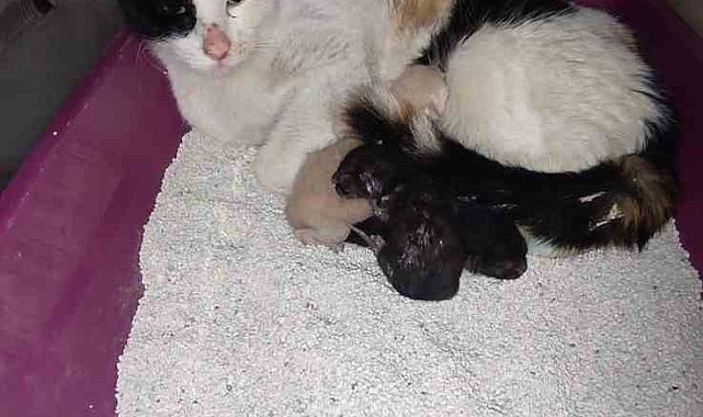 Kedi, İnegöl Devlet Hastanesi'nde doğum yaptı