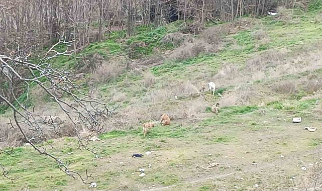 Kendilerine saldıran sokak köpeklerini kayda alan çocukların korku dolu anları kamerada