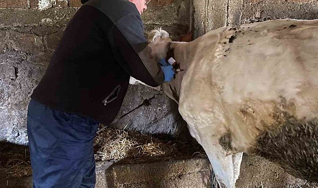 Kırklareli'nde bruselloz hastalığına karşı aşılama