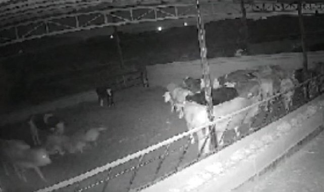 Kırşehirli çiftçi, &#039;Kamera kaydı olmasa mandıraya kurt girdiğine inanmazlar&#039;