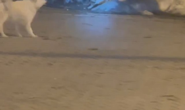 Kış uykusundan uyandı, çöpleri böyle devirdi