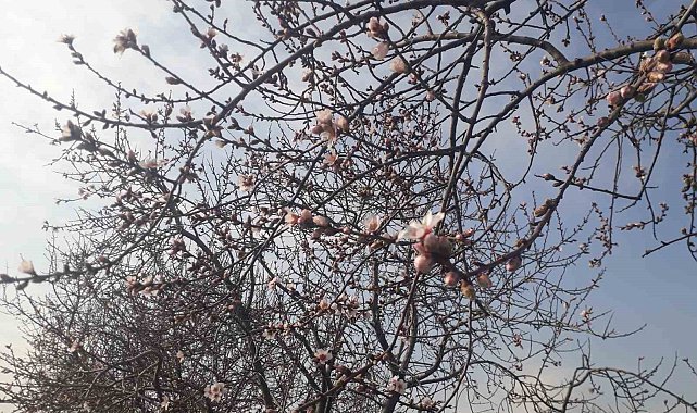 Konya'da badem ağaçları çiçek açtı