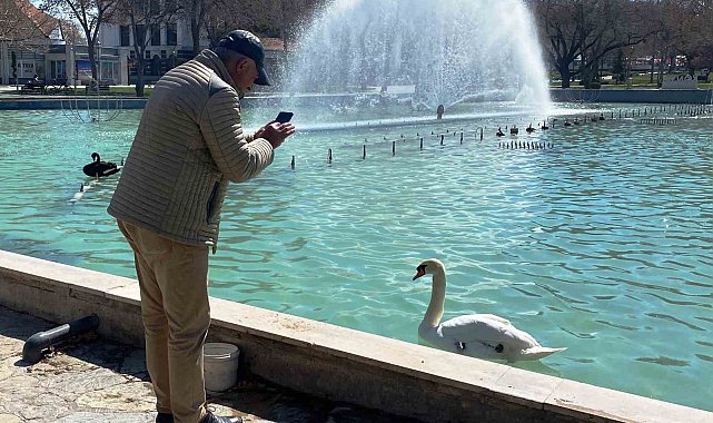 Konya'da güneşli havanın ilgi odağı kuğular