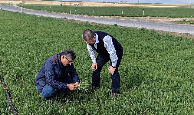 Konya'da hububat ekim alanlarındaki bitki gelişimleri incelendi