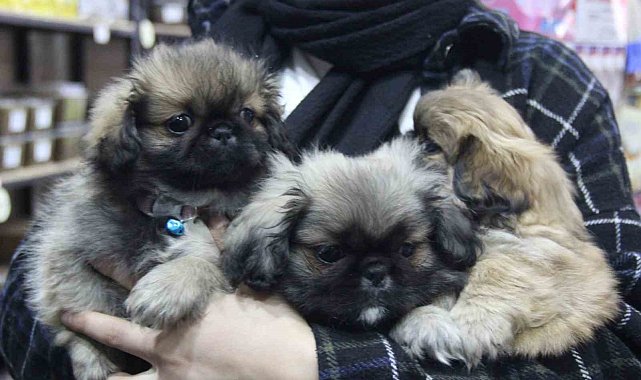 Köpekle önce ilgilendi sonra peşine takıp çaldı