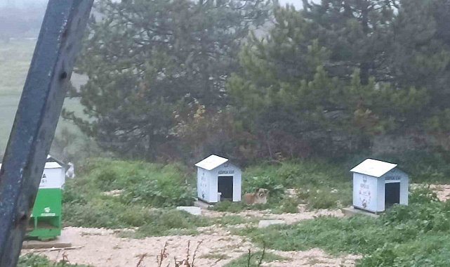 Köpekler ölüyor, insanlar korkuyor