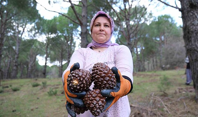 Kozalak verimi yüzde 20'den yüzde 60'a çıktı
