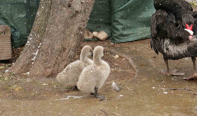 Kuğulu Park'ın yeni yavruları kar altında görüntülendi