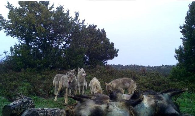 Kurtların ve akbabaların beslendikleri anlar fotokapana yansıdı