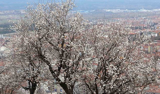 Kütahya'da badem ağaçlarının çiçek açması güzel görüntüler oluşturdu