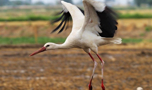 Leylek "Efe" 13 yıldır doğduğu topraklara geliyor