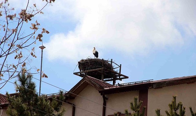 Leylekli okulun maskotu haline gelen leylekler yuvasına yerleşti