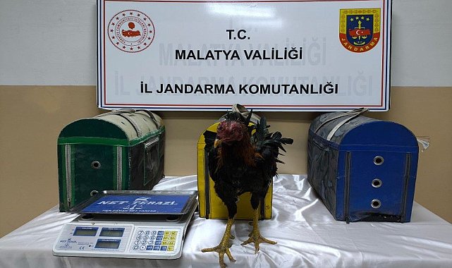 Malatya'da horoz dövüştürenlere ceza yağdı