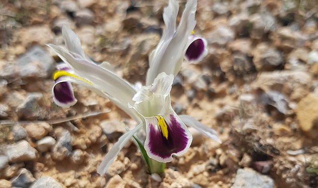 Malatya&#039;da Nevruz Çiçekleri açtı