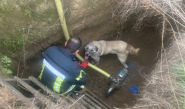 Manisa'da havuza düşen köpeğin yardımına itfaiye koştu