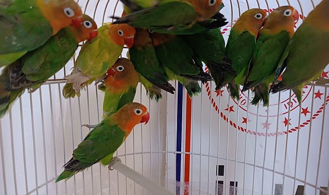 Manisa'da satışı yasak papağan ele geçirildi